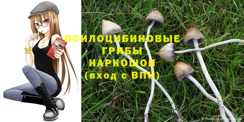 Псилоцибиновые грибы Cubensis  MEGA ССЫЛКА  Игарка 